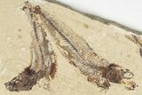 Two Cretaceous Fossil Fish (Scombroclupea) with Pos/Neg - Lebanon #201345-5